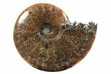 Polished Ammonite (Cleoniceras) Fossil - Madagascar #233496-1